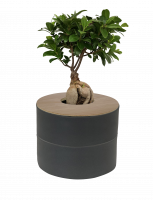 Zweiteilige Keramik-Tierurne mit Holzdeckel und Ginseng Bonsai Zweiteilige Keramik-Tierurne mit Holzdeckel und Ginseng Bonsai