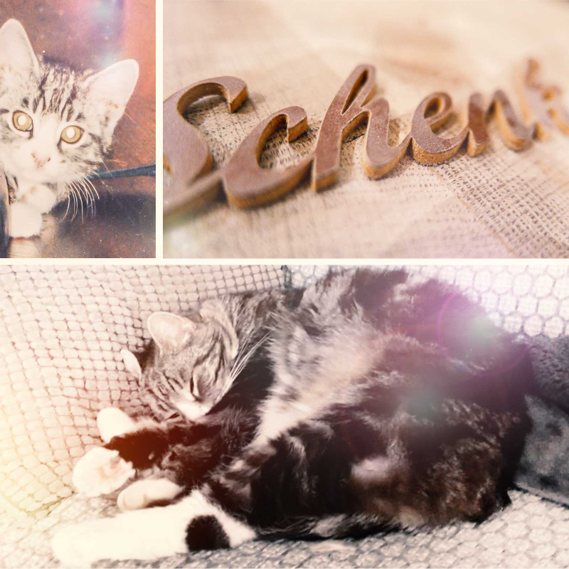 media/image/Werkholz_Schenk.png