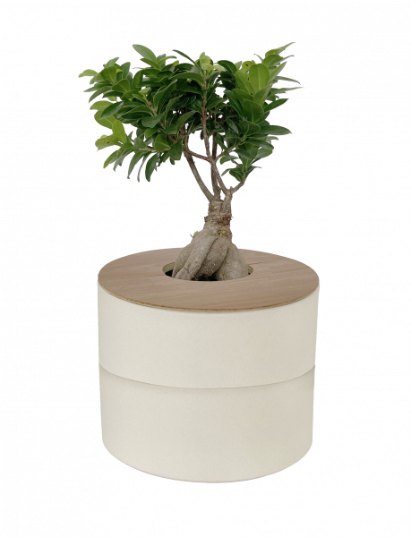 Zweiteilige Keramik-Tierurne mit Holzdeckel und Ginseng Bonsai